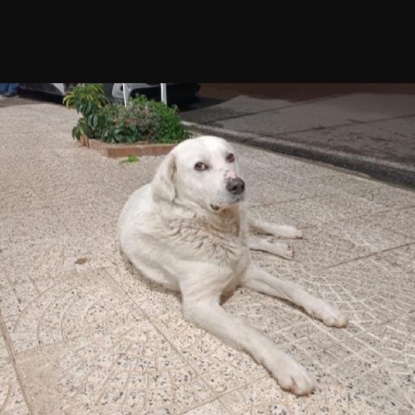 Maremmano Anziano Super Urgenteee.calabria
