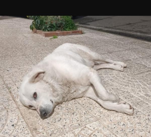 Maremmano anziano SUPER URGENTEEE.CALABRIA Foto 3