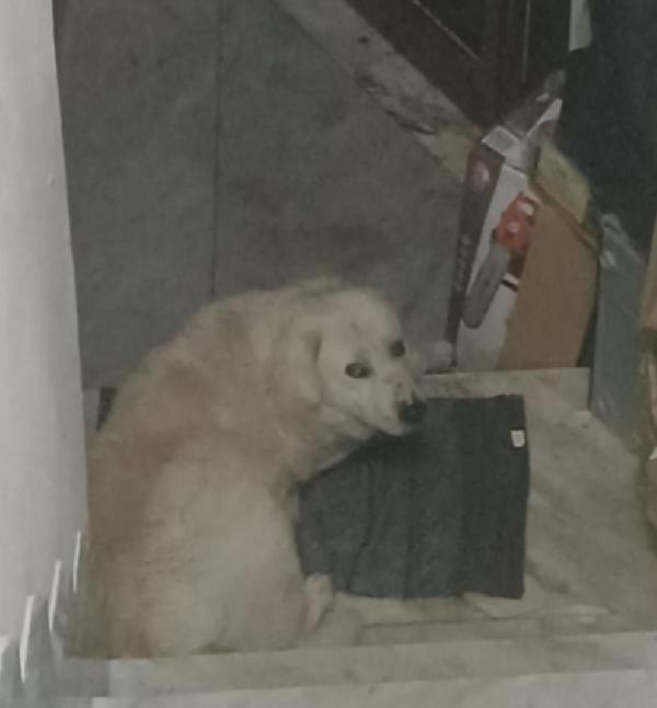 Maremmano anziano SUPER URGENTEEE.CALABRIA Foto 5