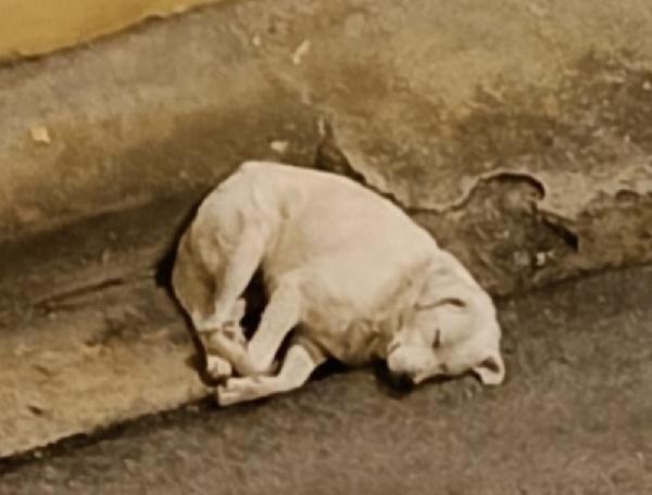 Maremmano anziano SUPER URGENTEEE.CALABRIA Foto 6