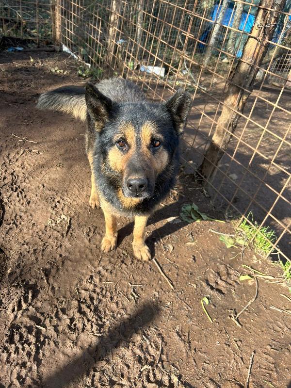 Lupetto Splendido Giovanotto Cerca Casa 