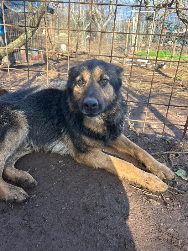 Lupetto splendido giovanotto cerca casa  Foto 2