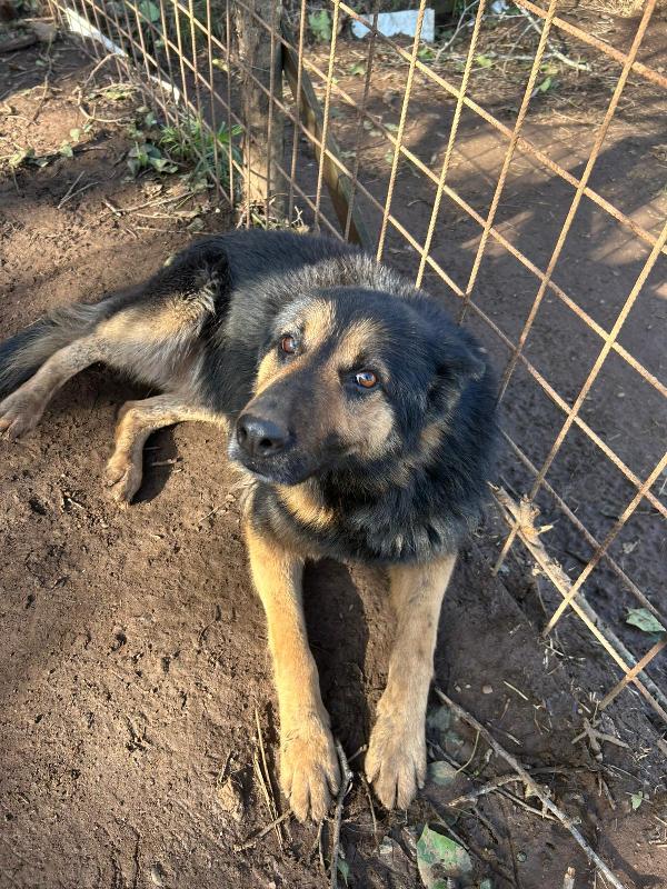 Lupetto splendido giovanotto cerca casa  Foto 3