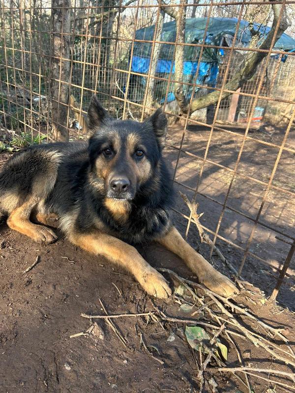 Lupetto splendido giovanotto cerca casa  Foto 5