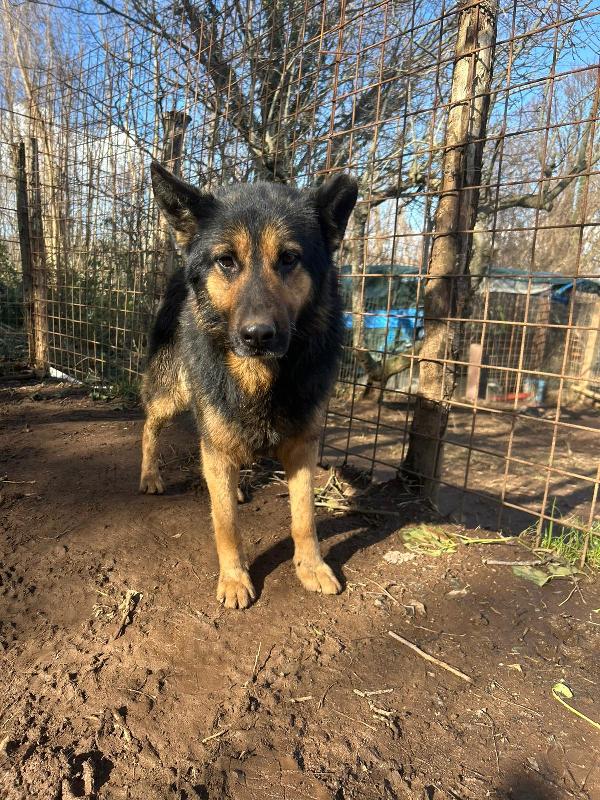 Lupetto splendido giovanotto cerca casa  Foto 6