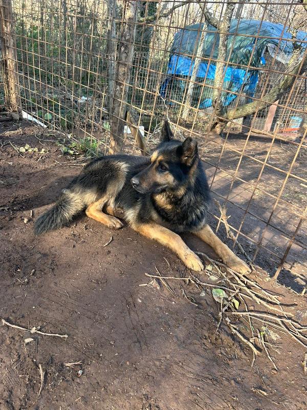 Lupetto splendido giovanotto cerca casa  Foto 7