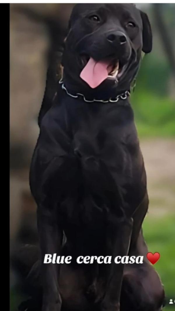 Molossino Nero 3Anni E Mezzo Sos Pavia