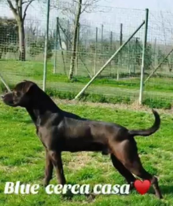 Molossino nero 3anni e mezzo SOS PAVIA Foto 2
