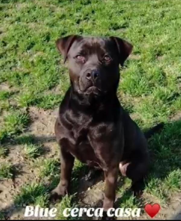 Molossino nero 3anni e mezzo SOS PAVIA Foto 3