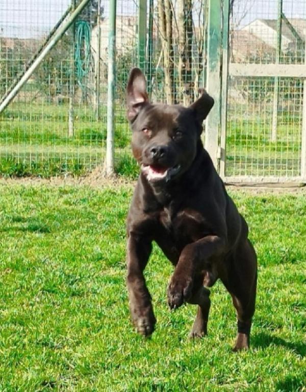 Molossino nero 3anni e mezzo SOS PAVIA Foto 4