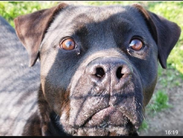 Molossino nero 3anni e mezzo SOS PAVIA Foto 5