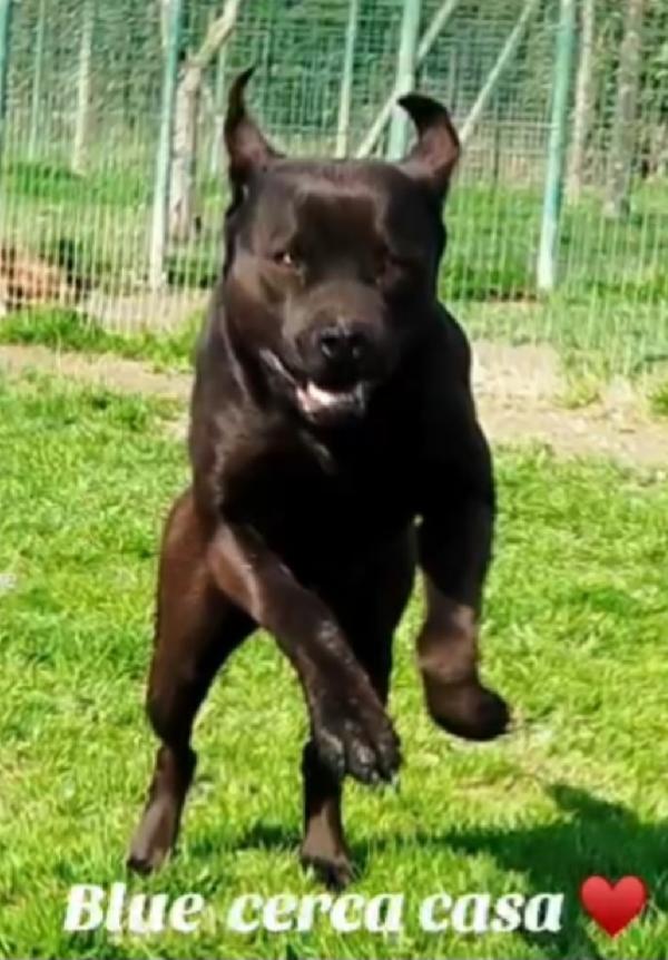 Molossino nero 3anni e mezzo SOS PAVIA Foto 6