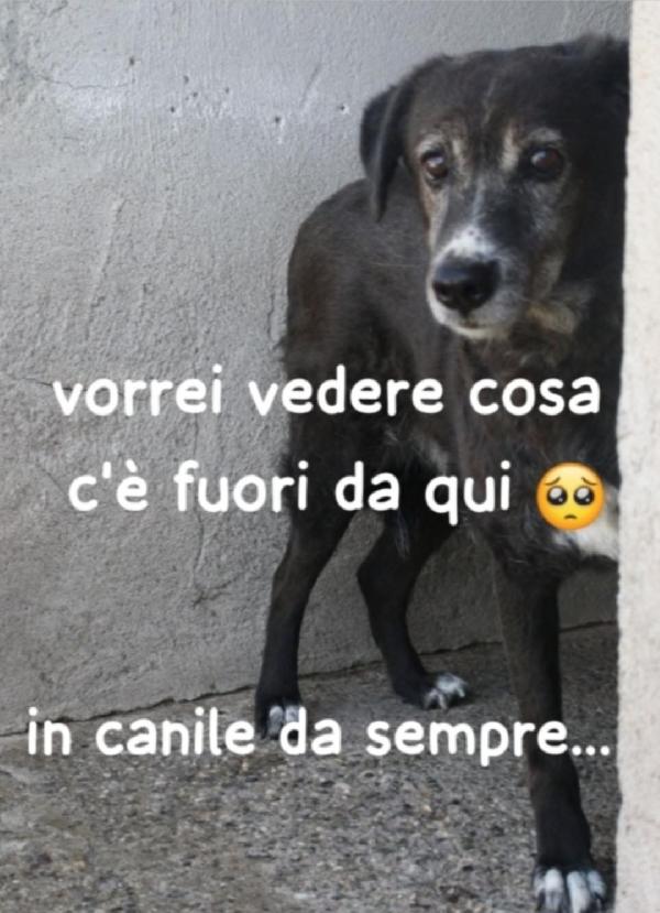 Femmina 9Anni In Canile Da Sempre!!