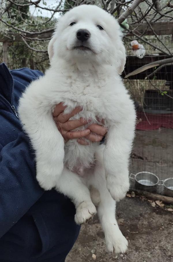 Orfeo Splendido Cucciolo 2 Mesi Taglia Grande