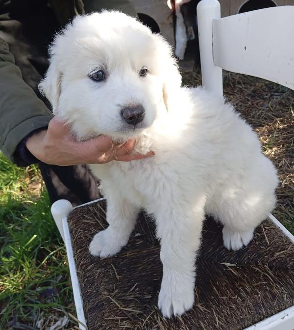 Orfeo Splendido Cucciolo 2 Mesi Taglia Grande