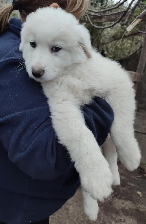 Orfeo splendido cucciolo 2 mesi taglia grande Foto 2