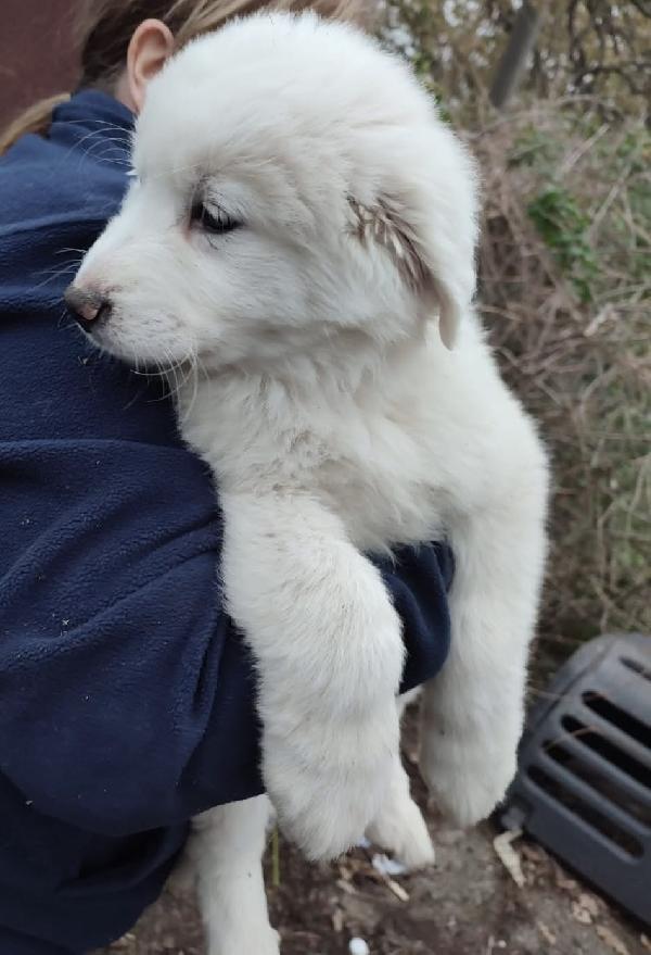 Orfeo splendido cucciolo 2 mesi taglia grande Foto 4