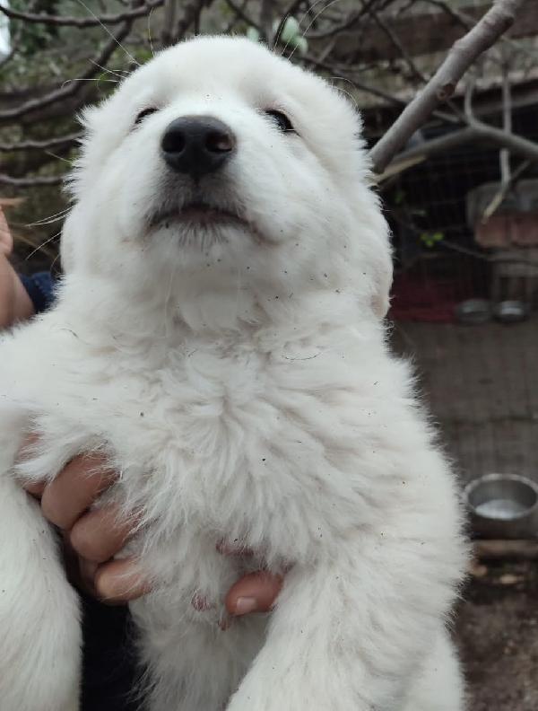 Orfeo splendido cucciolo 2 mesi taglia grande Foto 5