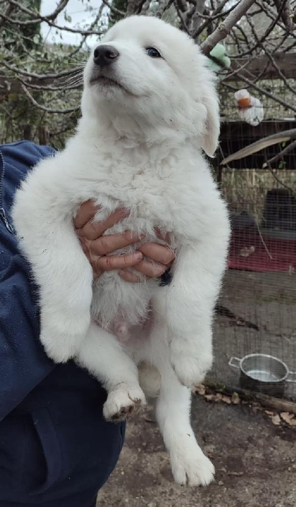 Orfeo splendido cucciolo 2 mesi taglia grande Foto 6