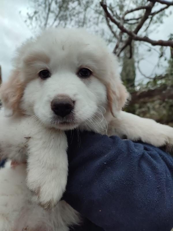 Eros Splendido Simil Maremmano Di 2 Mesi