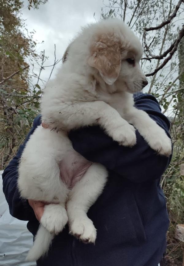 Eros splendido simil maremmano di 2 mesi Foto 2