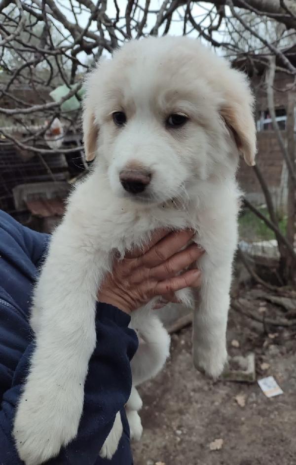 Eros splendido simil maremmano di 2 mesi Foto 4
