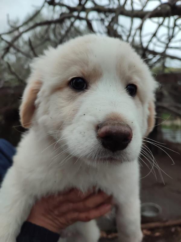 Eros splendido simil maremmano di 2 mesi Foto 5