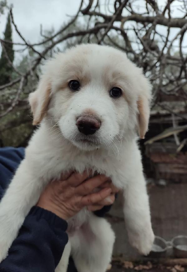 Eros splendido simil maremmano di 2 mesi Foto 6