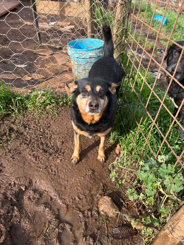 Dasy Tenera Cagnolina Di 11 Kg Cerca Famiglia 