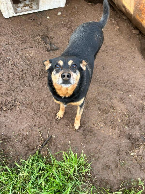 Dasy tenera cagnolina di 11 kg cerca famiglia  Foto 2