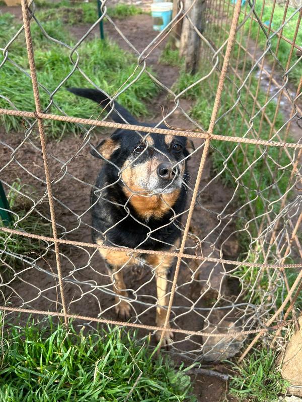 Dasy tenera cagnolina di 11 kg cerca famiglia  Foto 3