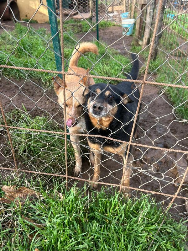 Dasy tenera cagnolina di 11 kg cerca famiglia  Foto 4