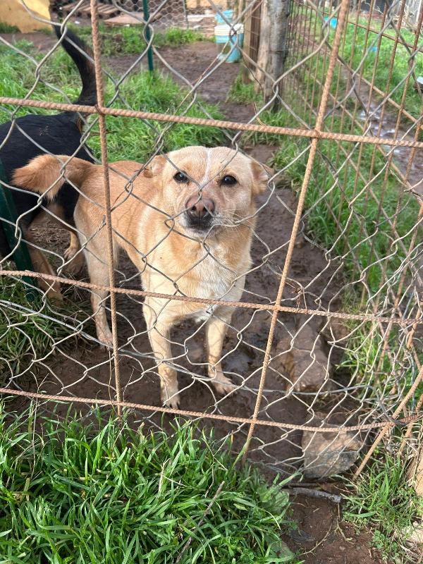 Ringo splendido giovane cagnolino color miele cerca casa  Foto 2
