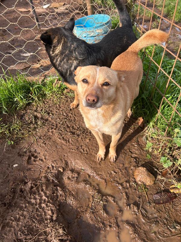 Ringo splendido giovane cagnolino color miele cerca casa  Foto 3