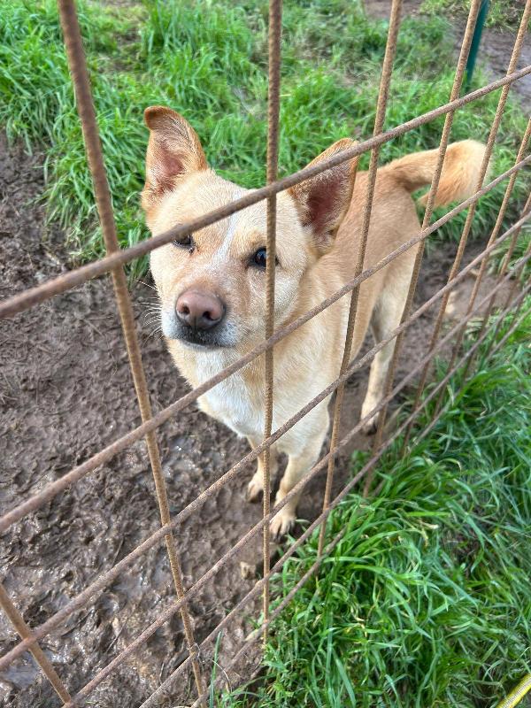 Ringo splendido giovane cagnolino color miele cerca casa  Foto 4