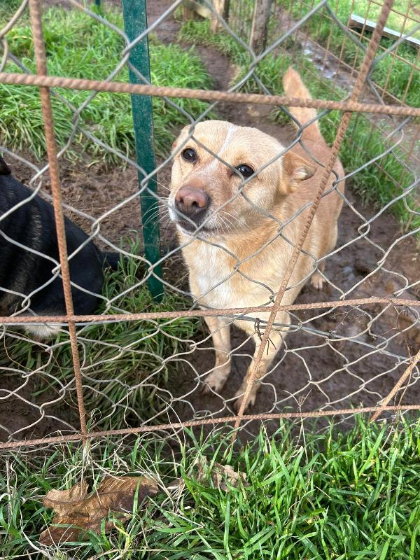 Ringo splendido giovane cagnolino color miele cerca casa  Foto 5