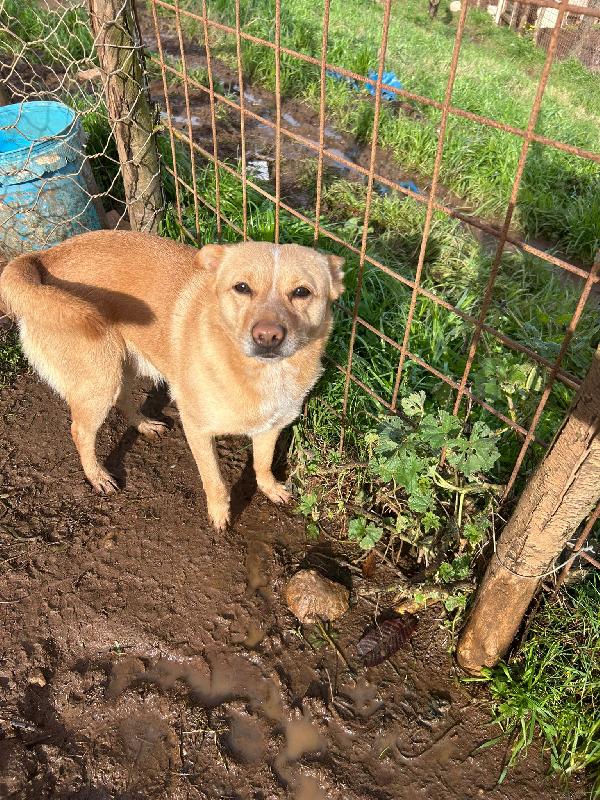 Ringo splendido giovane cagnolino color miele cerca casa  Foto 6