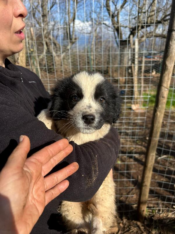 Cuore Super Soffice Cucciola Cerca Famiglia 