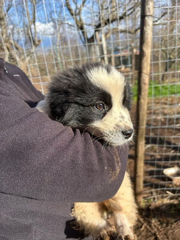 Cuore super soffice cucciola cerca famiglia  Foto 2