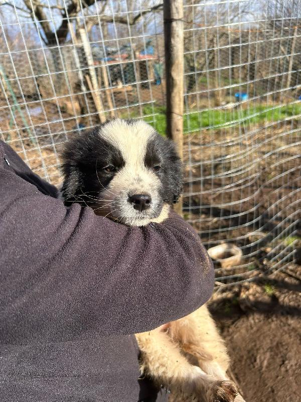 Cuore super soffice cucciola cerca famiglia  Foto 4