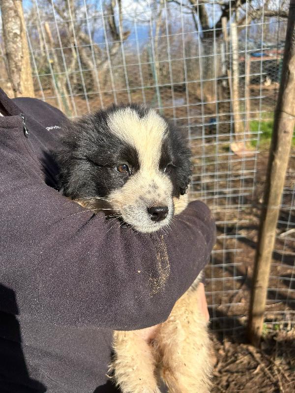 Cuore super soffice cucciola cerca famiglia  Foto 5