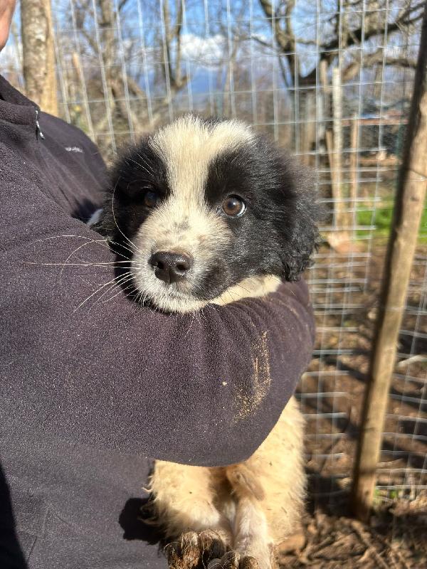 Cuore super soffice cucciola cerca famiglia  Foto 6