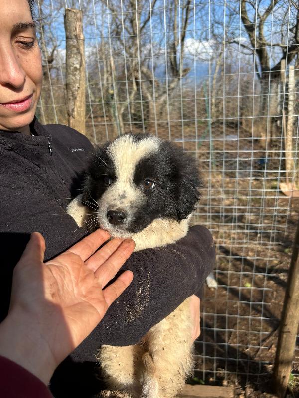 Cuore super soffice cucciola cerca famiglia  Foto 7