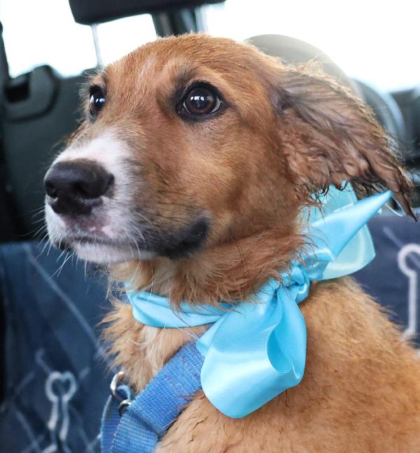 Tyson splendido dolce cucciolo cerca famiglia  Foto 2