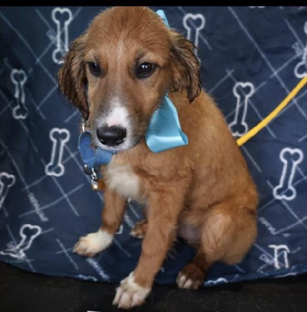 Tyson splendido dolce cucciolo cerca famiglia  Foto 4