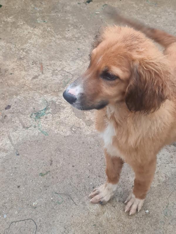 Tyson splendido dolce cucciolo cerca famiglia  Foto 5