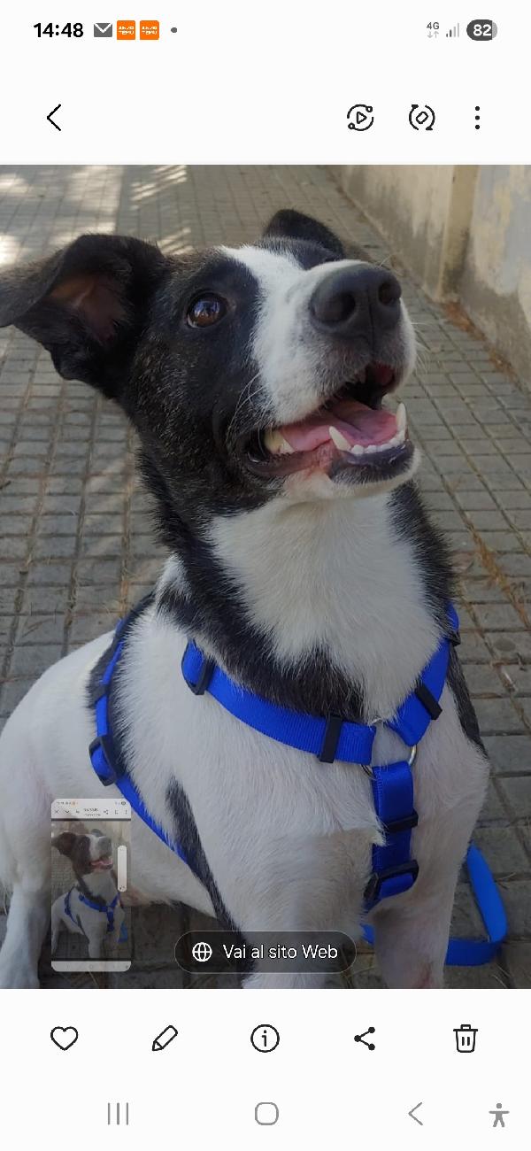 Luce Femmina Tripode Urgente Adozione. Nuoro 