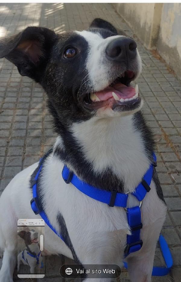 Luce Femmina Tripode Urgente Adozione. Nuoro 