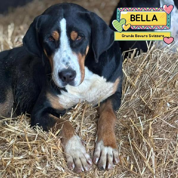 Bella - Grande Bovaro Svizzero 9 Mesi Cerca Casa - In Adozione