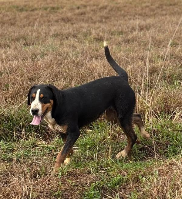BELLA - grande bovaro svizzero 9 mesi cerca casa - in adozione Foto 2